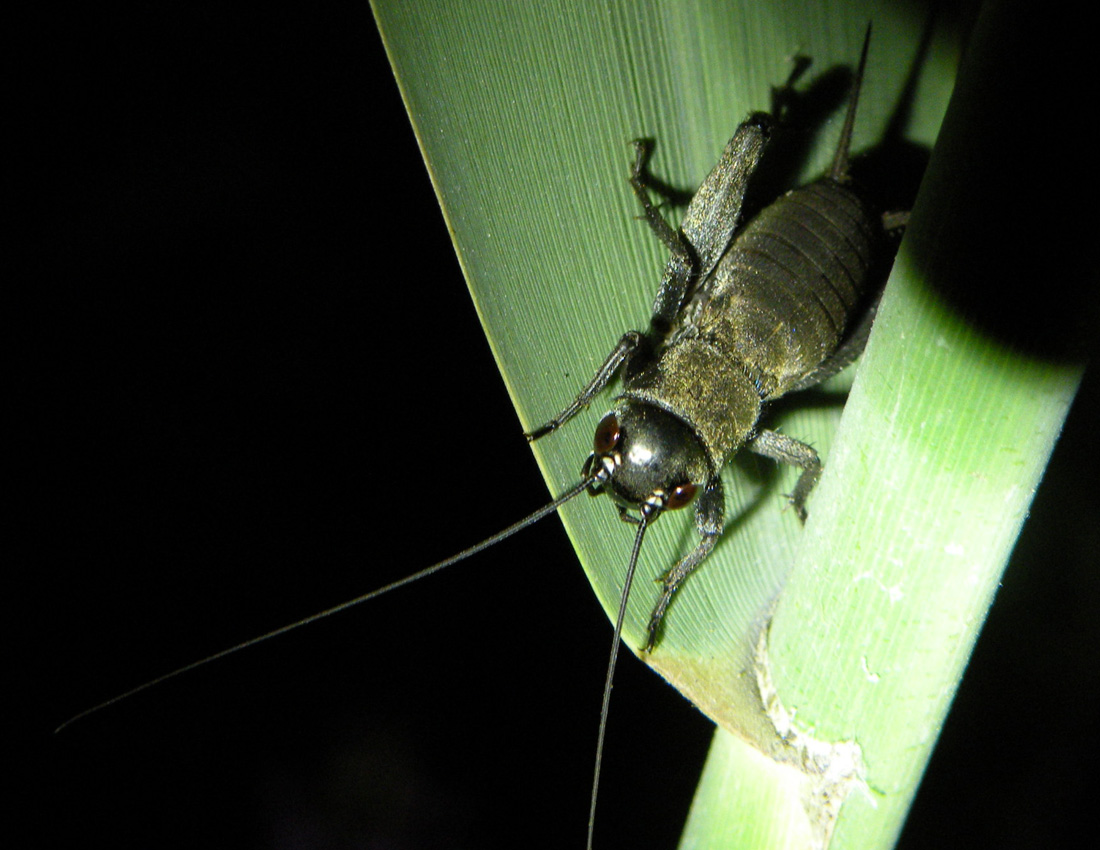 Grillo nero: Melanogryllus desertus (ninfa)